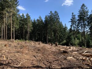 Aufforstung Waldsterben Taunus Wiesbaden klima geschaedigte Bäume im Stadtwald