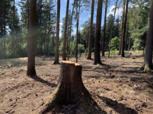 Aufforstung Waldsterben Taunus Wiesbaden klima geschaedigte Bäume im Stadtwald