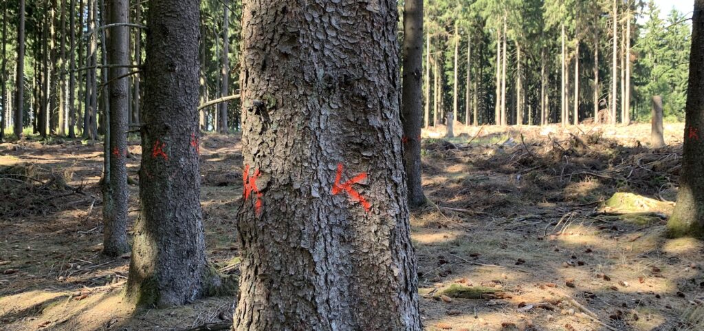 Aufforstung Waldsterben Taunus Wiesbaden klima geschaedigte Bäume im Stadtwald