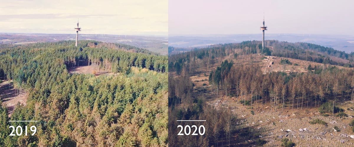 Hessenforst Waldprojekt Fink Fuchs Luftaufnahmen 2019 2020 Vergleich Waldverlust