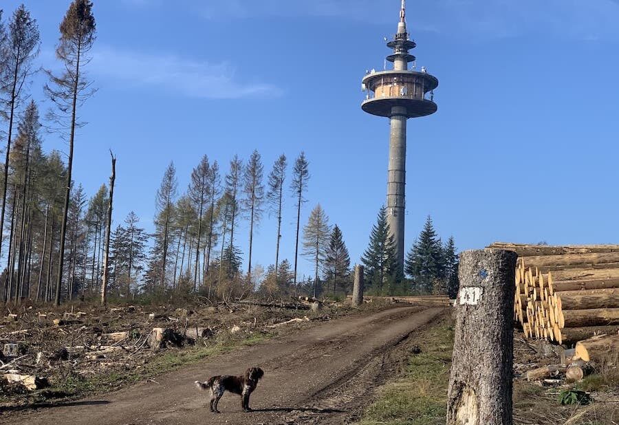 CSR Engagement Wiederaufforstung Hohe Wurzel 2020 Fink Fuchs IMG 6061