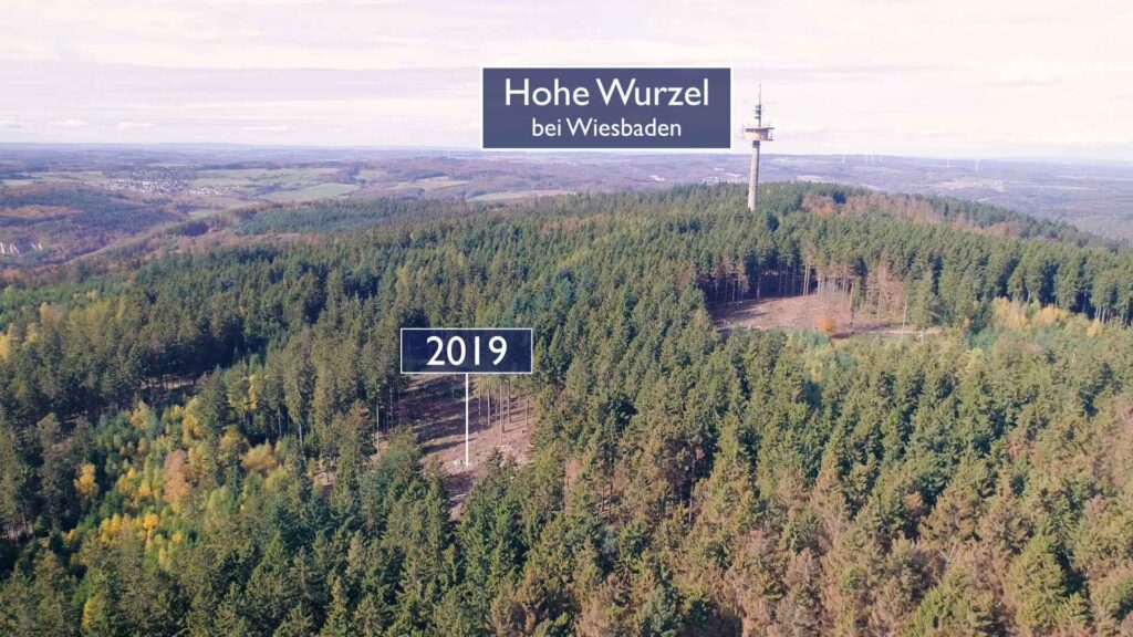 Waldsterben Hohe Wurzel Wiesbaden Taunus Aufforstung Hessenforst 2019 klein