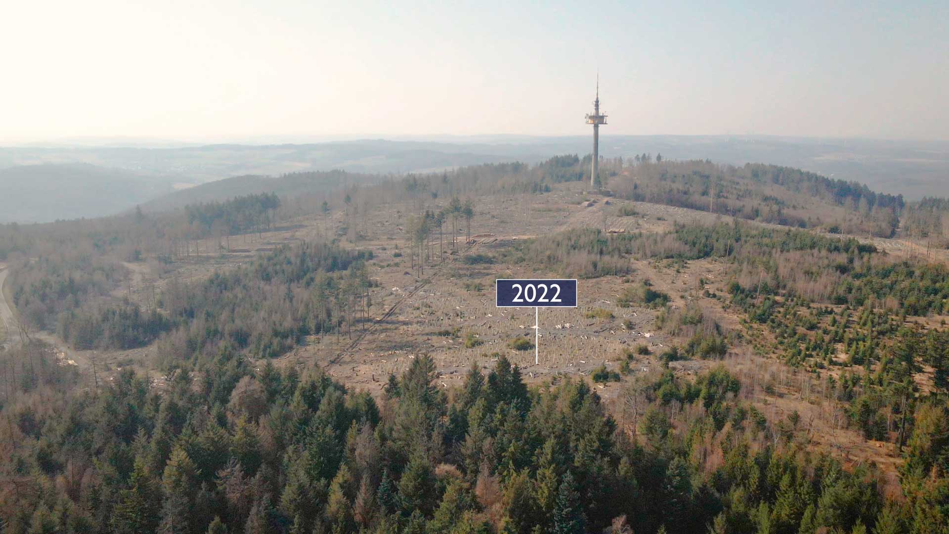 Waldsterben Hohe Wurzel Wiesbaden Taunus Aufforstung Hessenforst 2022 klein